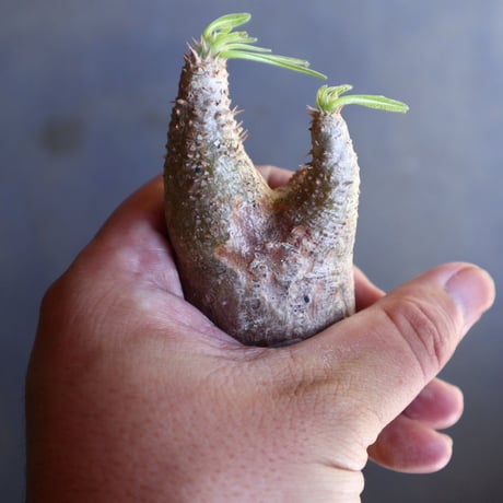パキポディウム グラキリス 抜苗  Pachypodium rosulatum var. gracilius no.100619