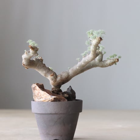 Monsonia multifida × YAMABACHI var.takero pot (3号鉢)  no.420-42