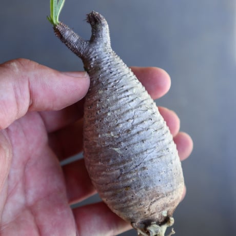 パキポディウム グラキリス 抜苗  Pachypodium rosulatum var. gracilius no.100610
