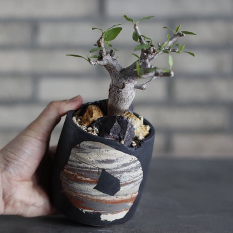 Bursera schlectendalii × N/OH (3号)  no.524/17