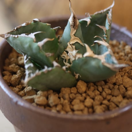 Agave titanota 姫厳竜 × YAMABACHI var. 六本芽   no.124-35