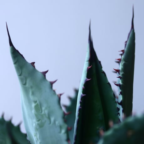 アガベ  ブルーグロー  ×  コロラータ　 Agave  blue glow  ×  colorata    no.42675