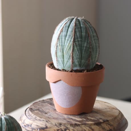 Euphorbia obesa × YAMABACHI var. N/OH  no.905-22