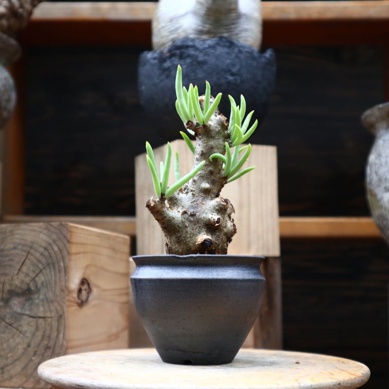 チレコドン ペアルソニー 白象／Tylecodon pearsonii no