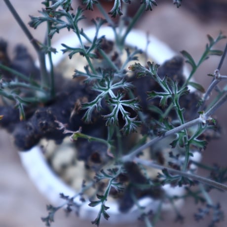 ペラルゴニウム カルノーサム Pelargonium carnosum  no.41804