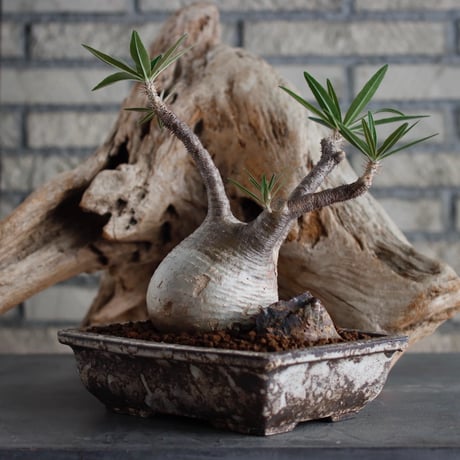 Pachypodium gracilius × takero pot/再盆器 (6号)  no.622-32