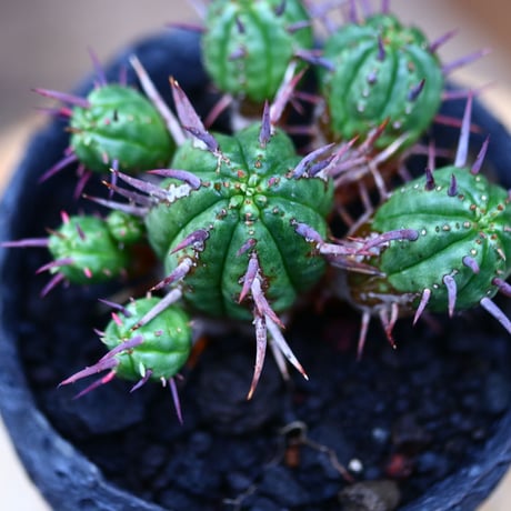 ユーフォルビア フェロックス hyb.／Euphorbia ferox hyb.   no.22022