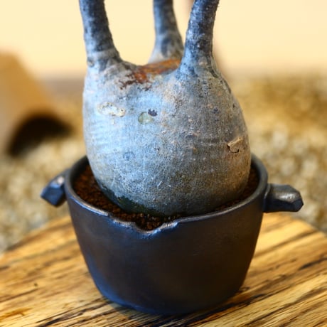 N/OH × Pachypodium  gracilius    no.61838