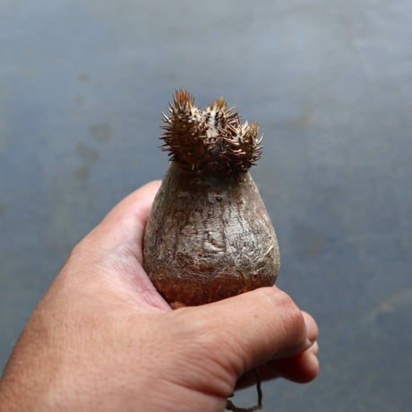パキポディウム グラキリス 抜苗  Pachypodium rosulatum var. gracilius no.92908