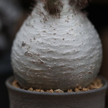 パキポディウム  グラキリス／Pachypodium  gracilius    no.11502
