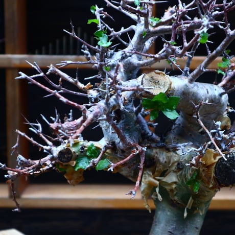 コミフォラ エミニー ／Commiphora eminii   no.52305