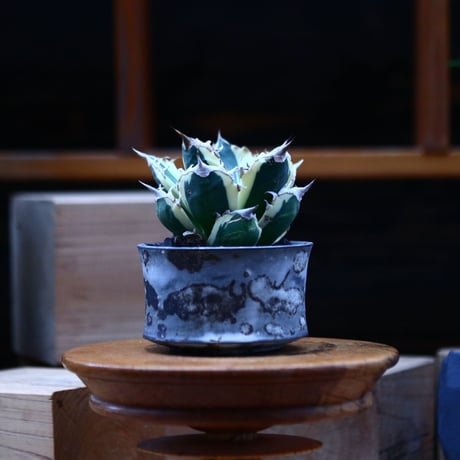 チタノタ スナグルトゥース／Agave titanota 'Snaggle Tooth'    no.100347
