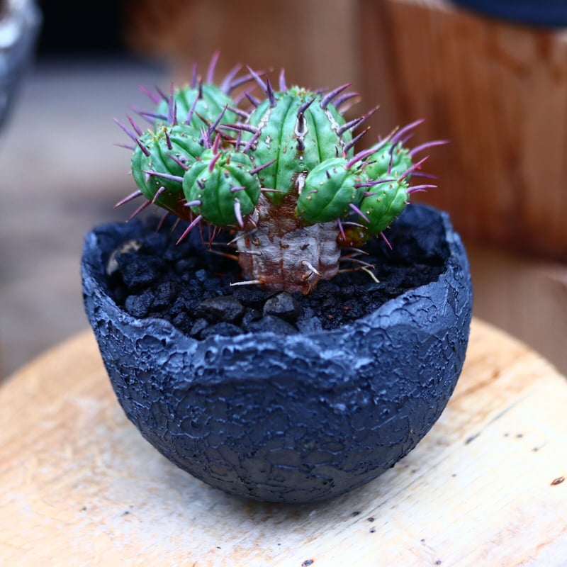 ユーフォルビア フェロックス hyb.／Euphorbia ferox hyb. no.2