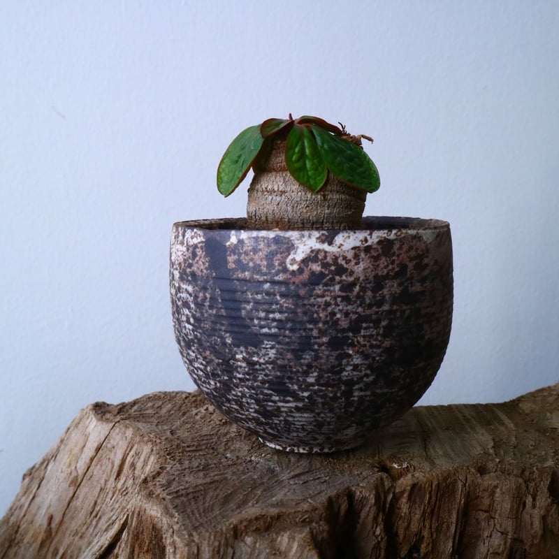 ユーフォルビア エクロニー Euphorbia ecklonii 鬼笑い No.025 |