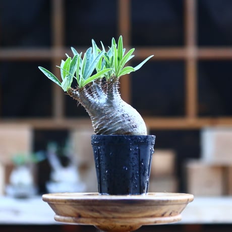 パキポディウム  グラキリス ／Pachypodium  gracilius     no.101715