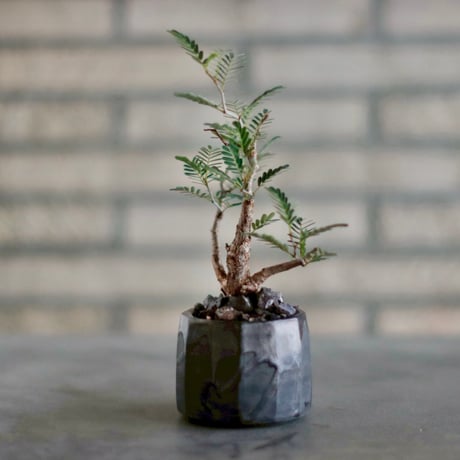 Senna meridionalis × Yuta Uchida  (2.5号)  no.1011/25