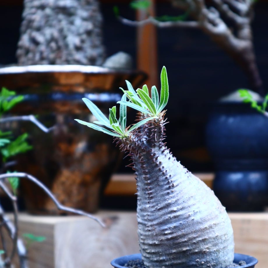 61161cf62b2d3d3f3b766fc5