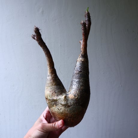 パキポディウム グラキリス 2頭 Pachypodium rosulatum var. gracilius no.70707