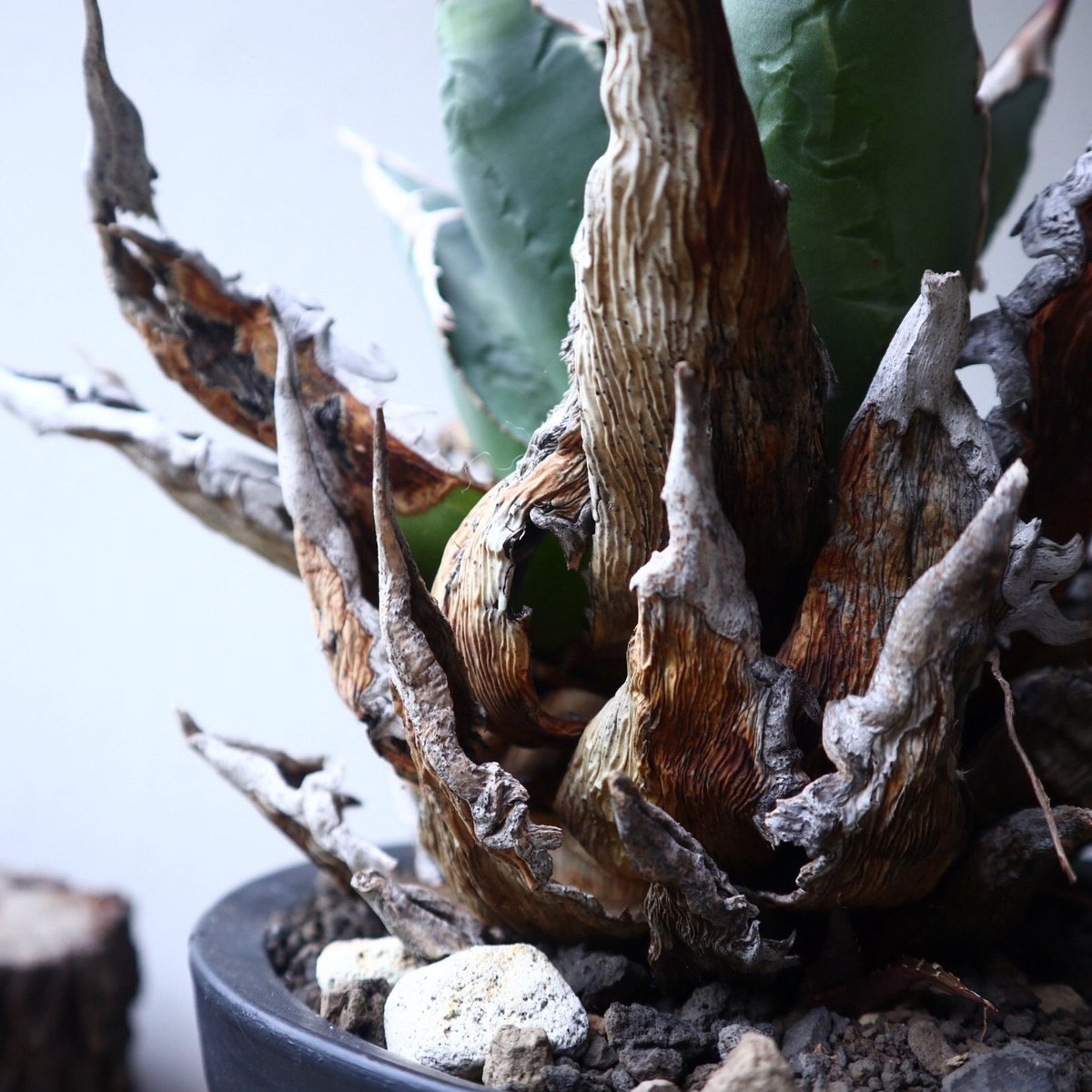 アガベ fo076 old チタノタ　オールド アガベ fo076 old チタノタ オールド アガベ チタノタ FO-076 OLD