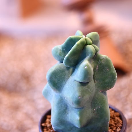 Lophocereus schottii × YAMABACHI var. takero pot   no.123134