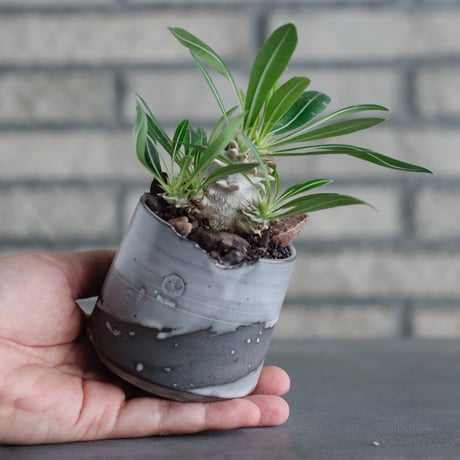 Pachypodium 恵比寿大黒 × N/OH (2.5号)  no.817-36