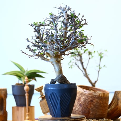 Commiphora wightii ×  N/OH   no.92437