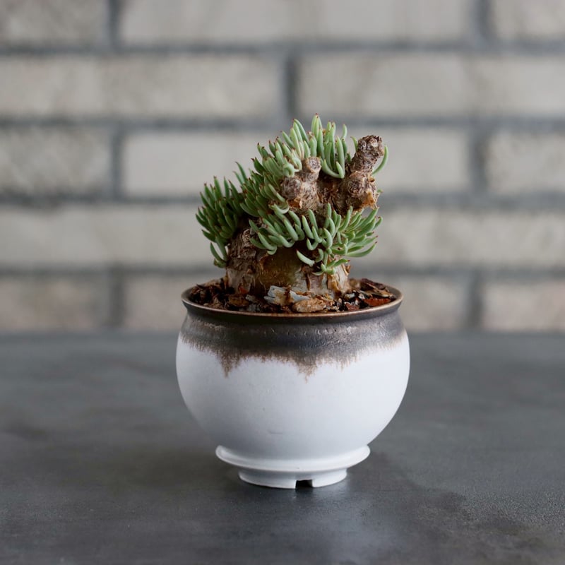 チレコドンぺアルソニー　白象　鉢付き チレコドン ペアルソニー 白象／Tylecodon pearsonii no.2058