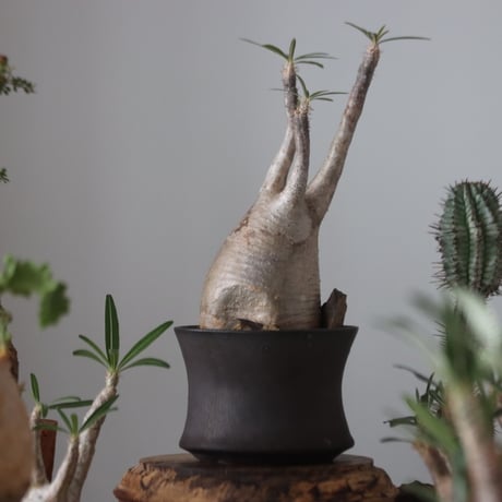 Pachypodium gracilius × Kazuhiro Arima    no.51224