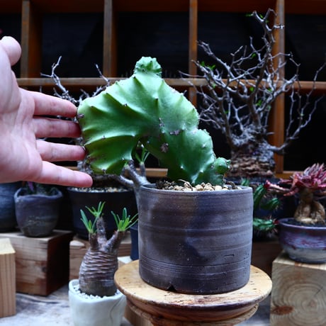 ユーフォルビア   マカイキリン／Euphorbia triangularis crist   no.51619