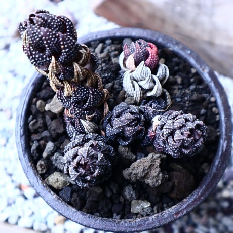 ハオルチア  鷹の爪    Haworthia reinwardtii    no.22318