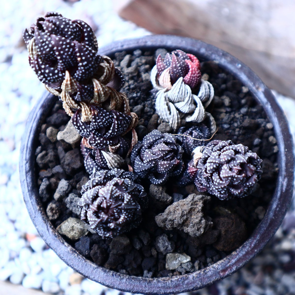 ハオルチア 鷹の爪 Haworthia reinwardtii no.22318