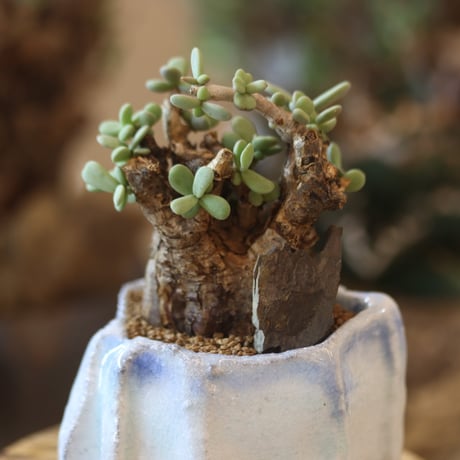 Ceraria pygmaea ×Yuko Takahashi / PLANETX    no.81869