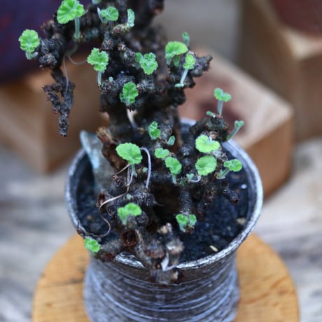 ぺラルゴ二ウム   エキナツム／Pelargonium  lechinatum   no.101020