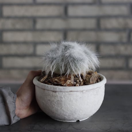 Mammillaria hahniana f. lanata (玉翁殿) × Shin Tabata (6号)  no.524/13
