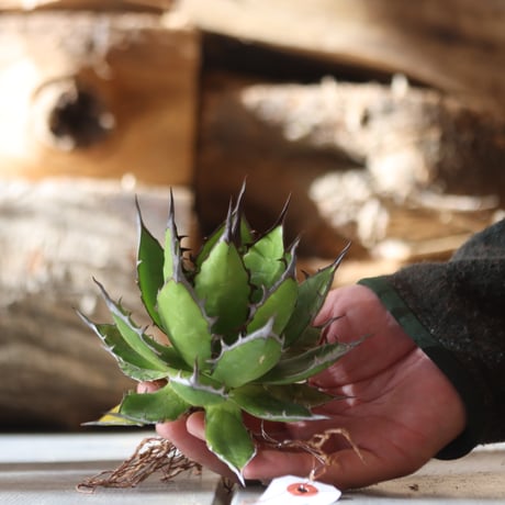 U.S. horrida (Agave horrida) / Style of Chika　no.1203-13