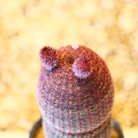 エキノセレウス ルブリスピヌス  紫太陽 / Echinocereus rigidissimus var. rubrispinus    no.43007