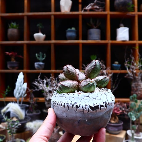 ユーフォルビア  オベサ hyb. ／Euphorbia obesa  hyb.    no.51647