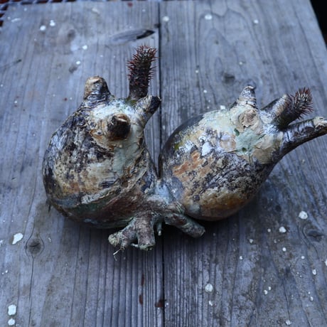 パキポディウム  グラキリス  抜苗／Pachypodium  gracilius       no.G186