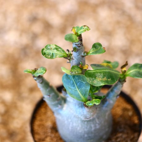 アデニウム アラビカム / Adenium  arabicum   no.51437