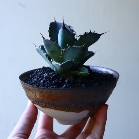アガベ ホワイトアイス   Agave titanota 'White Ice'    no.72809