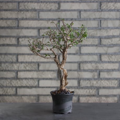 Bursera fagaroides × N/OH (4号)  no.524/5