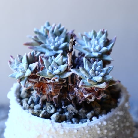 ダドレア グリーニー Dudleya greenei  no.11214