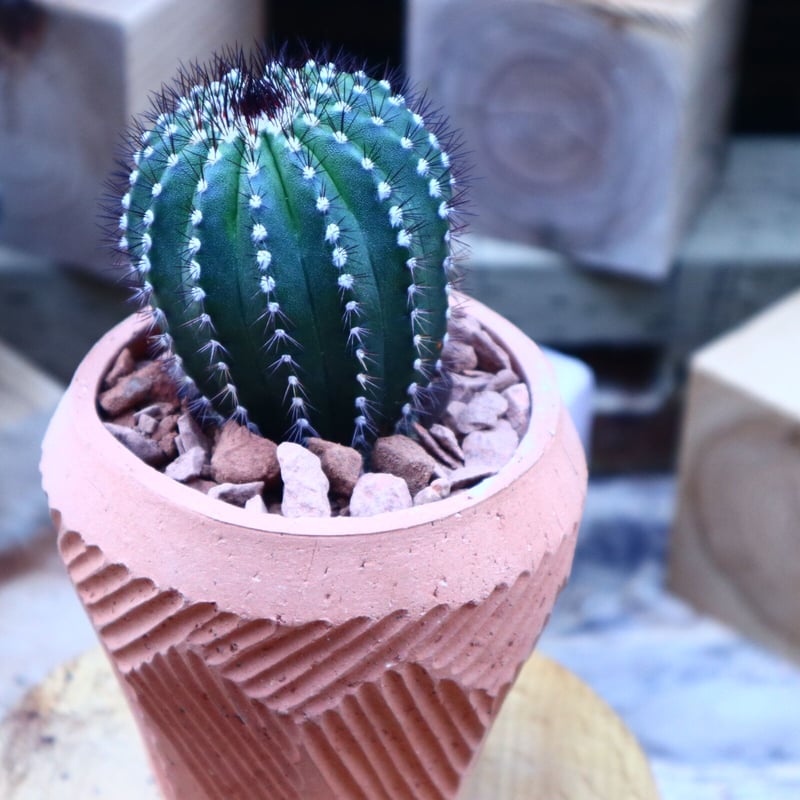 ユーベルマニア プセウドペクチニフェラ／ Uebelmannia pectinifera