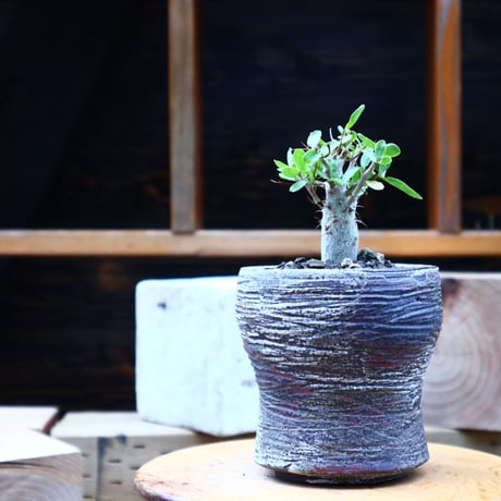 フォークイエリア  コルムナリス  (観峰玉)／Fouquieria columnari   no.72521
