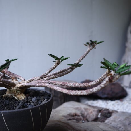 ユーフォルビア デカリー   Euphorbia decaryi   no.112408