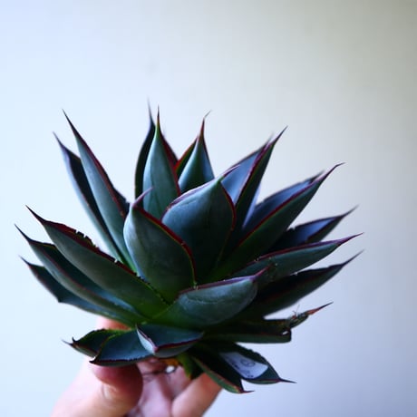 アガベ   ブルーグロー    Agave 'Blue Glow'r   no.42815