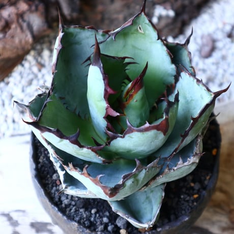 アガベ チタノタ　ブラック＆ブルー  Agave titanota black&bule    no.51907
