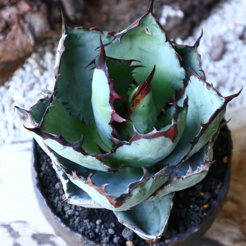 アガベ チタノタ ブラック＆ブルー Agave titanota black&bule