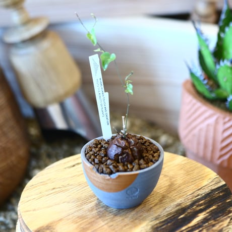 N/OH × Dioscorea elephantipe    no.111912