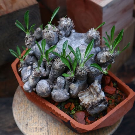 パキポディウム ブレビカリックス／pachypodium brevicalyx     no.82132